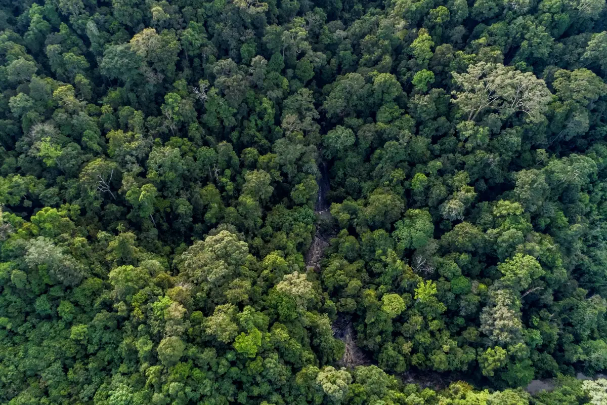 Potret hutan alam Indonesia di Mahakam Ulu, Kalimanta Timur