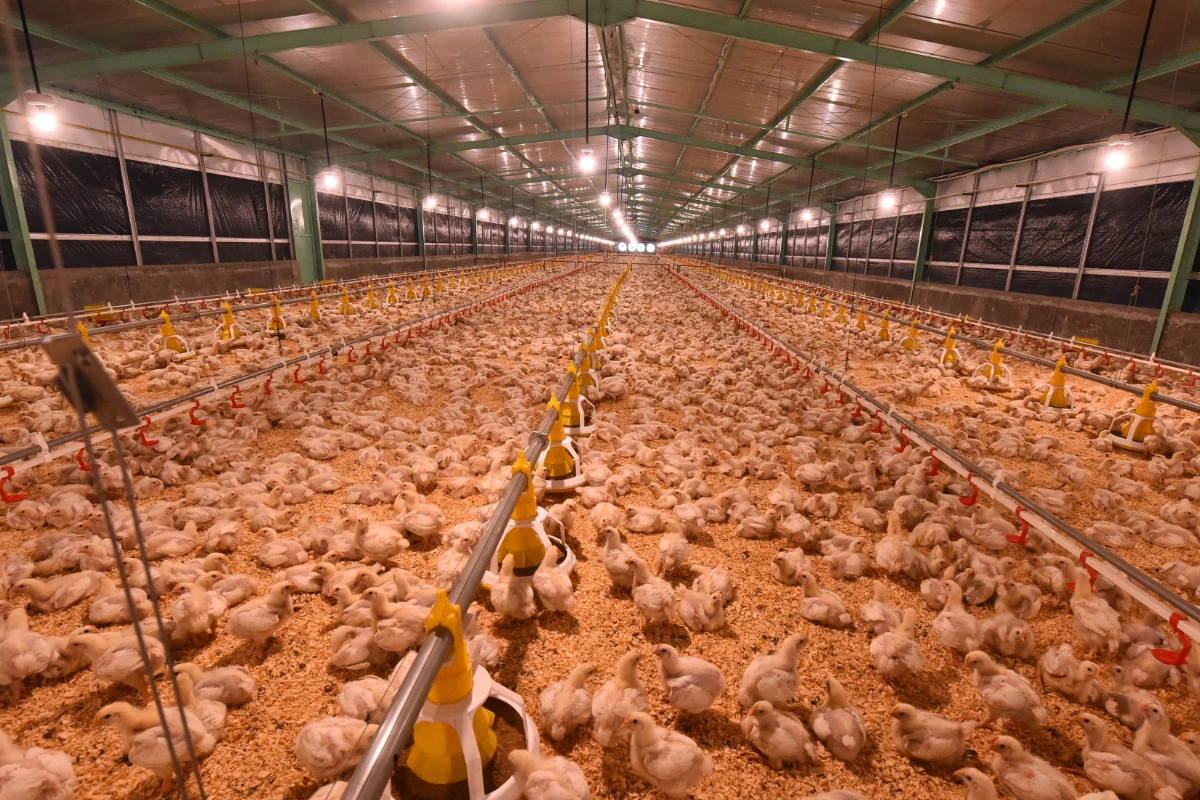 Danantara Bangun Hilirisasi Ayam Terintegrasi