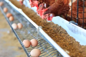 Danantara Percepat Hilirisasi Ayam Lewat Investasi Jumbo Nasional