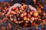 Di Balik Anjloknya Harga Sawit, Saat Pasar Panik Menunggu Aturan DSI