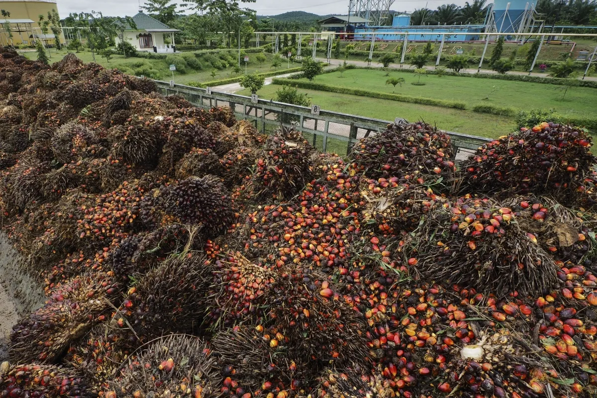 Ekspor Kelapa Sawit