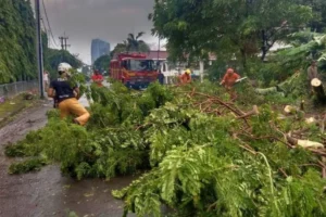 Cuaca Ekstrem Surabaya Telan Korban Jiwa, 57 Pohon Tumbang di 17 Kecamatan