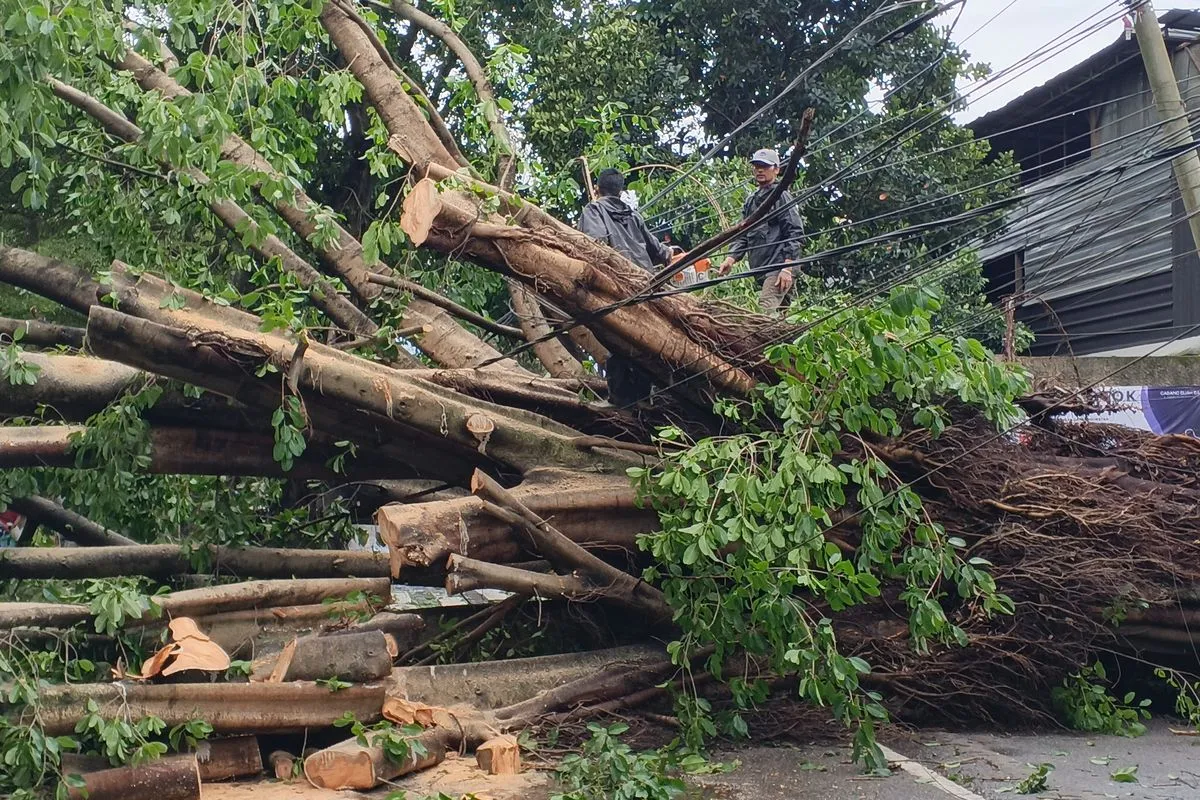Pohon tumbang di Bandung