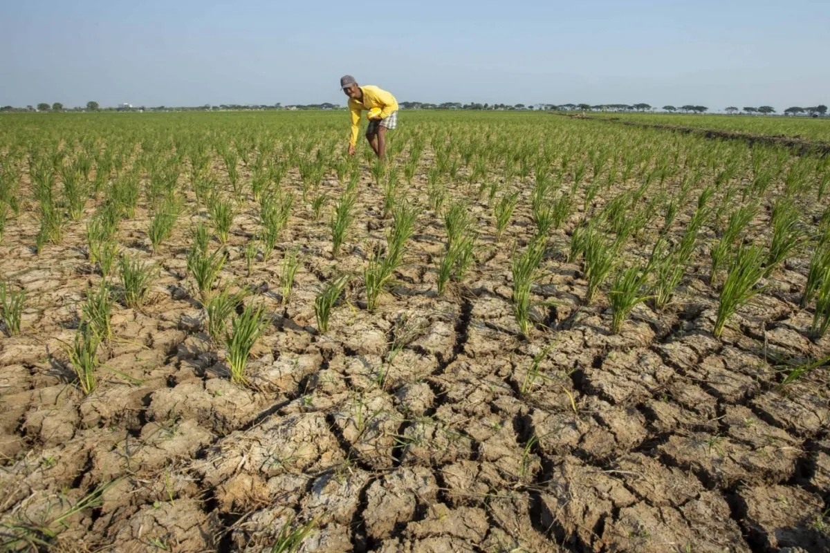 Ilustrasi Kekeringan Akibat El Nino