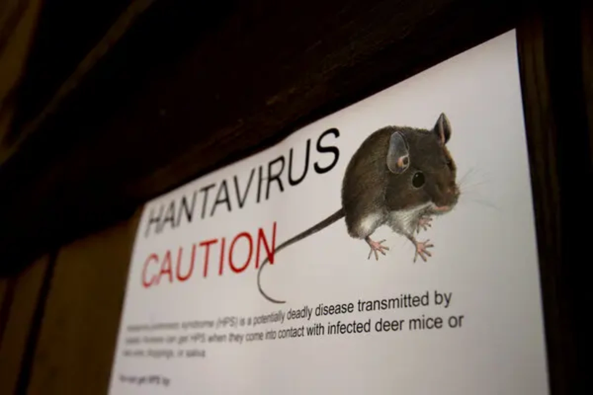 Infeksi Hantavirus