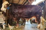 Prabowo Salurkan Sapi Kurban Jumbo ke Seluruh Indonesia, Ini Daftarnya